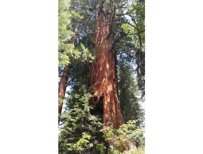 Guided Mountain Adventure - Sequoia National Monument