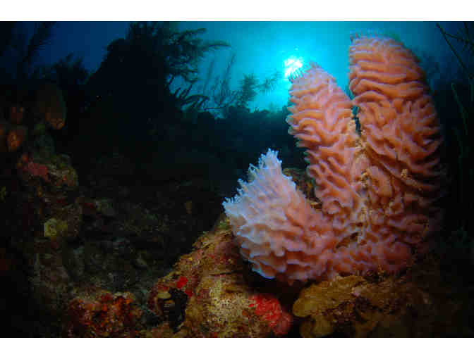 SCUBA diving trip aboard the luxury liveaboard vessel Belize Aggressor