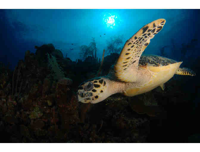 SCUBA diving trip aboard the luxury liveaboard vessel Belize Aggressor