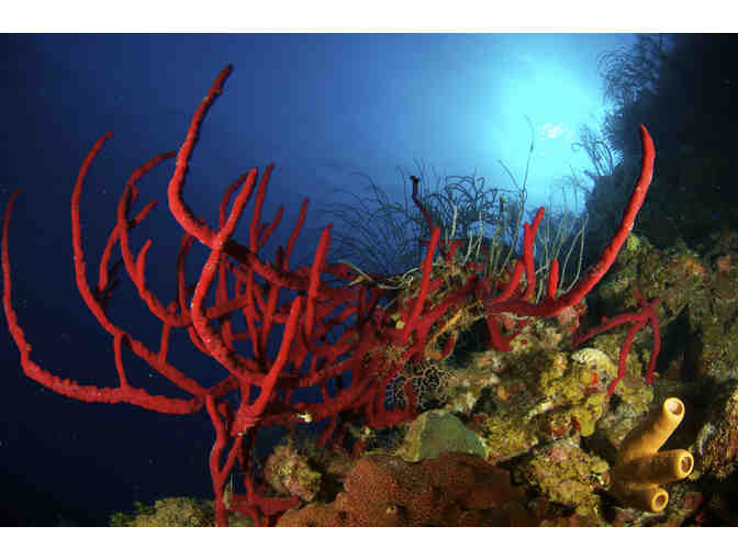 SCUBA diving trip aboard the luxury liveaboard vessel Belize Aggressor