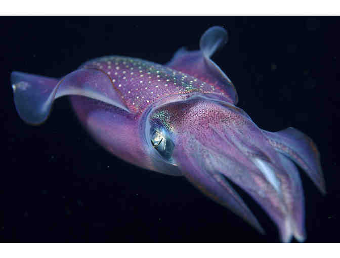 SCUBA diving trip aboard the luxury liveaboard vessel Belize Aggressor