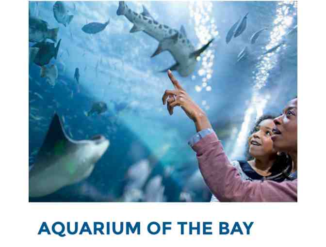 Fun Adventures on San Francisco's PIER 39