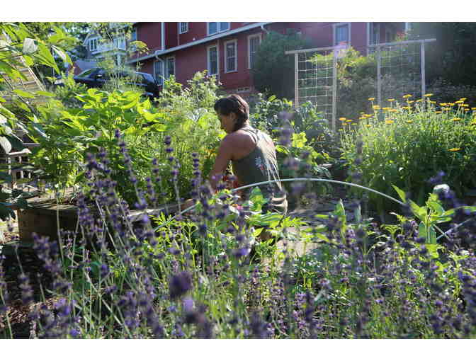 Love and Carrots Consultation - Home Organic Garden Installation and Design