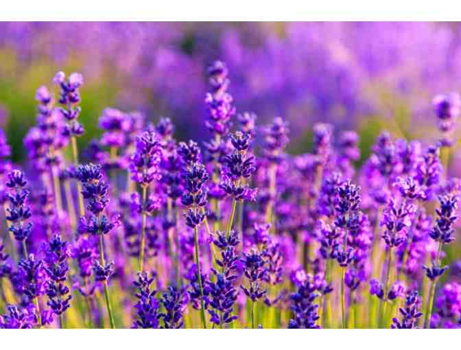 Seven Oaks Lavender Farm - 4 Entry Passes