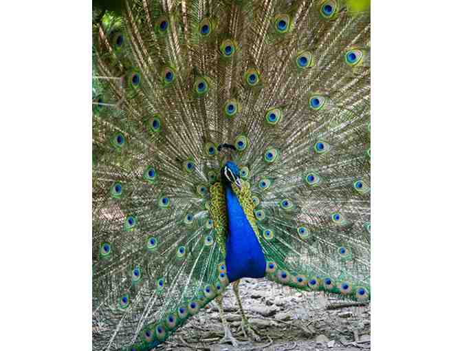 2 Tickets to Catoctin Wildlife Preserve and Zoo