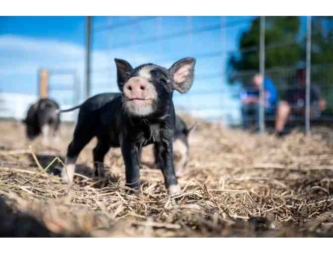 Green Meadows Petting Farm - Family Pass for 4