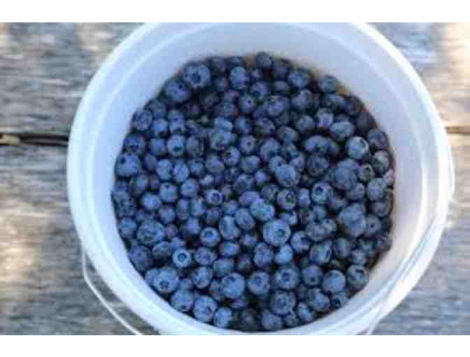 Butler's Orchard - Blueberry Picking for 4