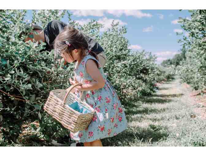 Butler's Orchard - Blueberry Picking for 4