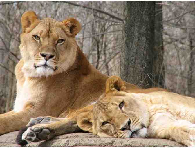 Lions, Tigers, Bears and More! . . .