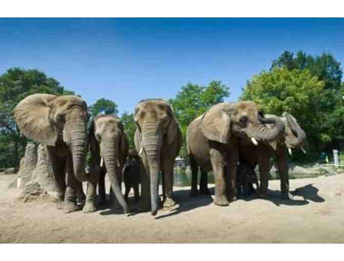 Lions, Tigers, Bears and More! . . .