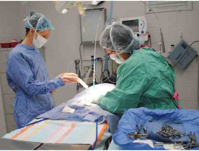 Keep Your Pet Healthy and Happy . . .