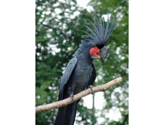 The National Aviary . . . for Four!