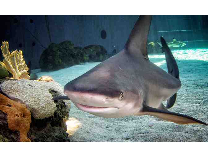 Two General Admission Tickets for Aquarium of the Pacific