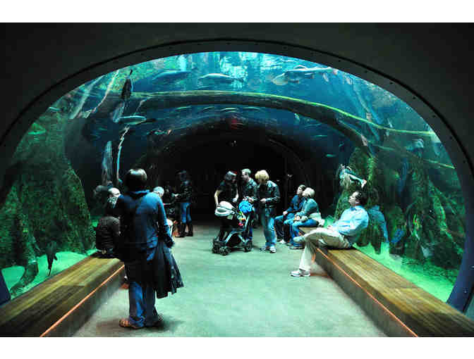 Four Admissions Passes to the California Academy of Sciences