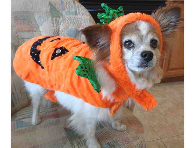Pumpkin Pet Costume -- Size Medium -- New