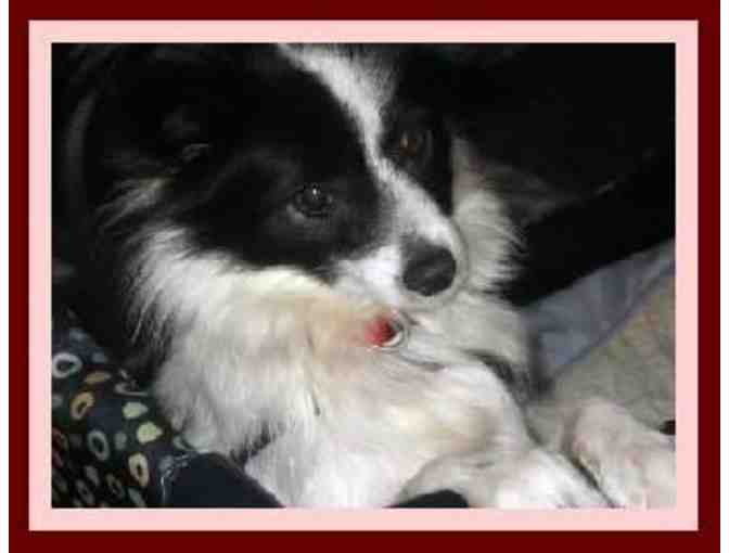 Fund-A-Need: Help Sponsor a Sanctuary Care Papillon