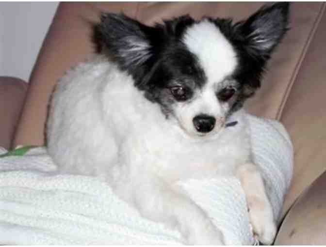 Fund-A-Need: Help Sponsor a Sanctuary Care Papillon