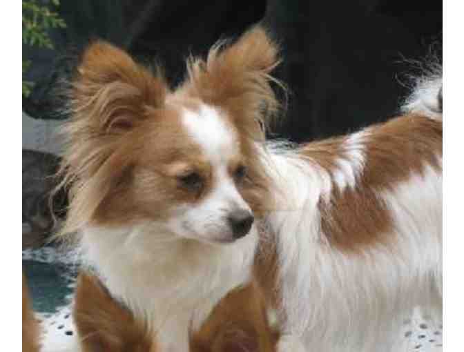 Fund-A-Need: Help Sponsor a Sanctuary Care Papillon