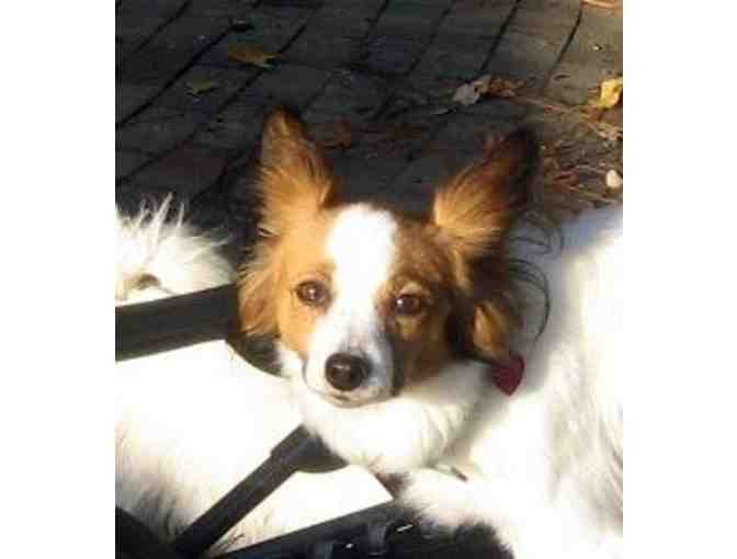 Fund-A-Need: Help Sponsor a Sanctuary Care Papillon