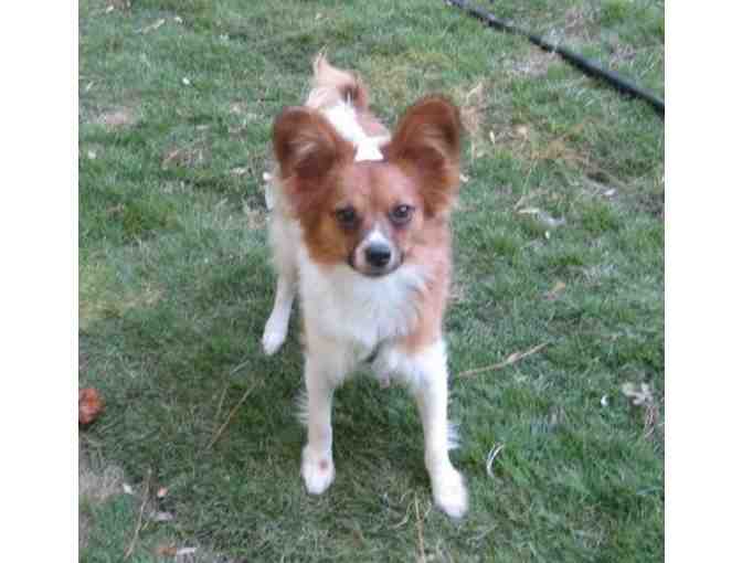 Fund-A-Need: Help Sponsor a Sanctuary Care Papillon