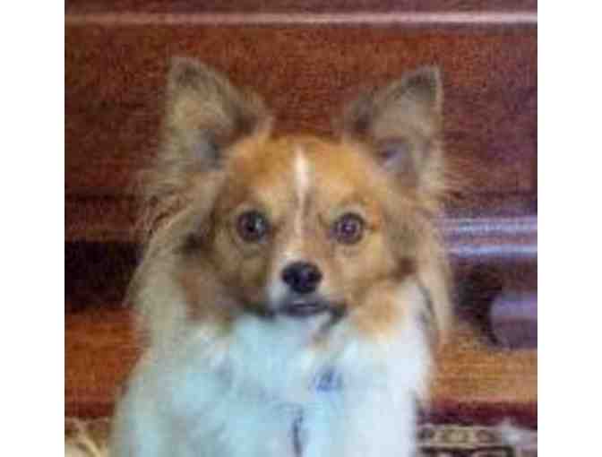 Fund-A-Need: Help Sponsor a Sanctuary Care Papillon