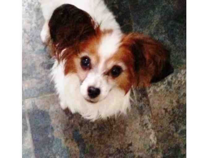 Fund-A-Need: Help Fund Vetting & Foster Care of Rescued Papillons