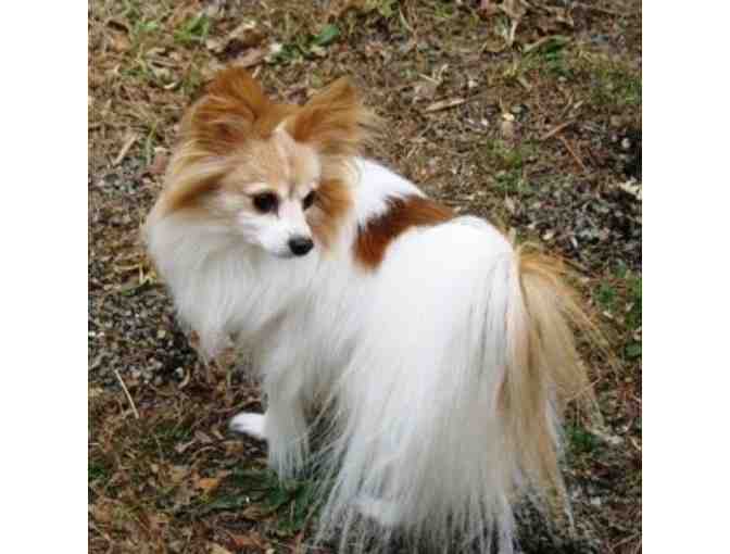 Fund-A-Need: Help Fund Vetting & Foster Care of Rescued Papillons
