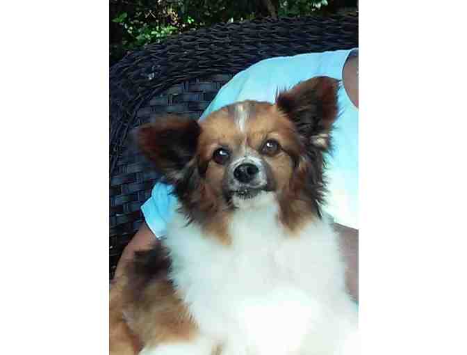 Fund-A-Need: Help Sponsor a Sanctuary Care Papillon