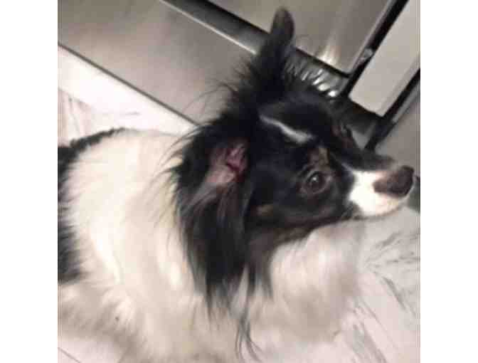 Fund-A-Need: Help Fund Vetting & Foster Care of Rescued Papillons