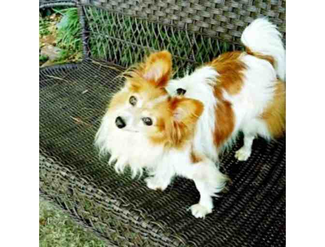 Fund-A-Need: Help Fund Vetting & Foster Care of Rescued Papillons