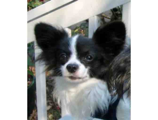 Fund-A-Need: Help Sponsor a Sanctuary Care Papillon