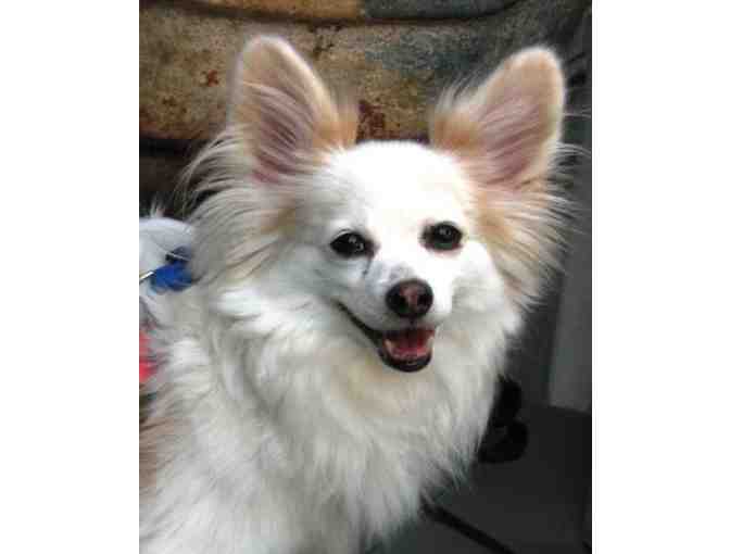 Fund-A-Need: Help Fund Vetting & Foster Care of Rescued Papillons