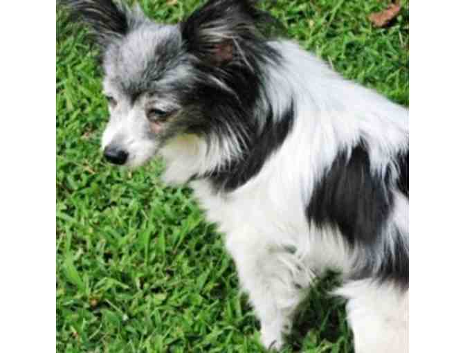 Fund-A-Need: Help Sponsor a Sanctuary Care Papillon