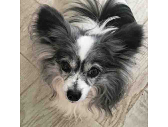Fund-A-Need: Help Fund Vetting & Foster Care of Rescued Papillons