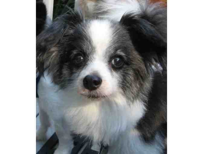 Fund-A-Need: Help Sponsor a Sanctuary Care Papillon