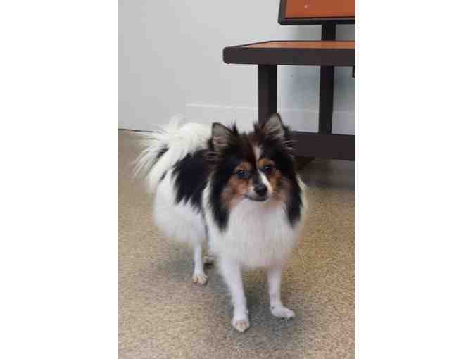 Fund-A-Need: Help Fund Vetting & Foster Care of Rescued Papillons