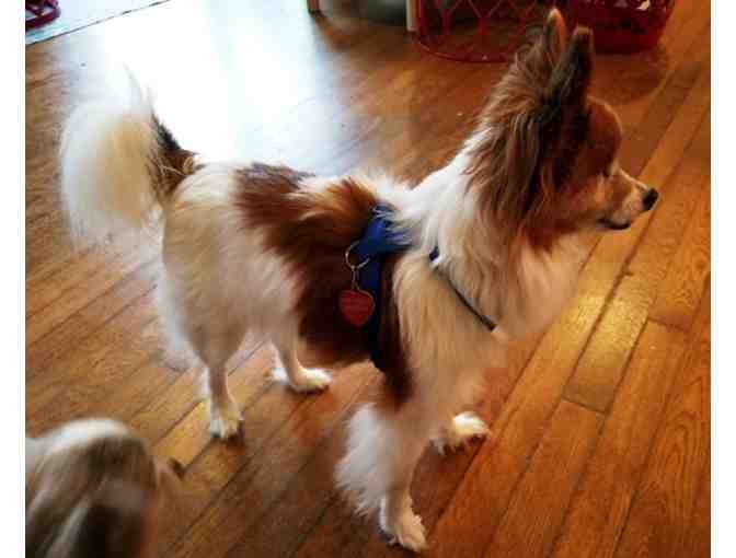 Fund-A-Need: Help Fund Vetting & Foster Care of Rescued Papillons
