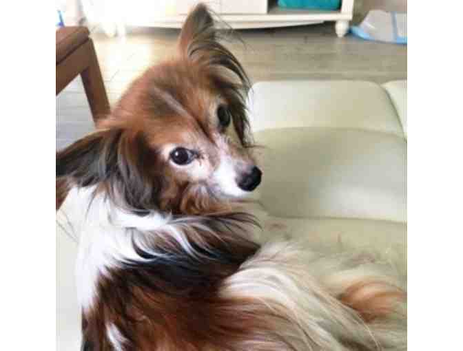 Fund-A-Need: Help Fund Vetting & Foster Care of Rescued Papillons