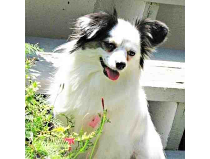 Fund-A-Need: Help Fund Vetting & Foster Care of Rescued Papillons