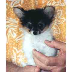 Pap 911 Well Wishers