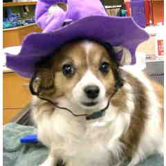 Marcy Mastin In memory of Sweet Bambi