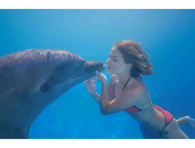 Dolphin Signature swim at Dolphin Discovery for 2 persons (cert.2) - Photo 1