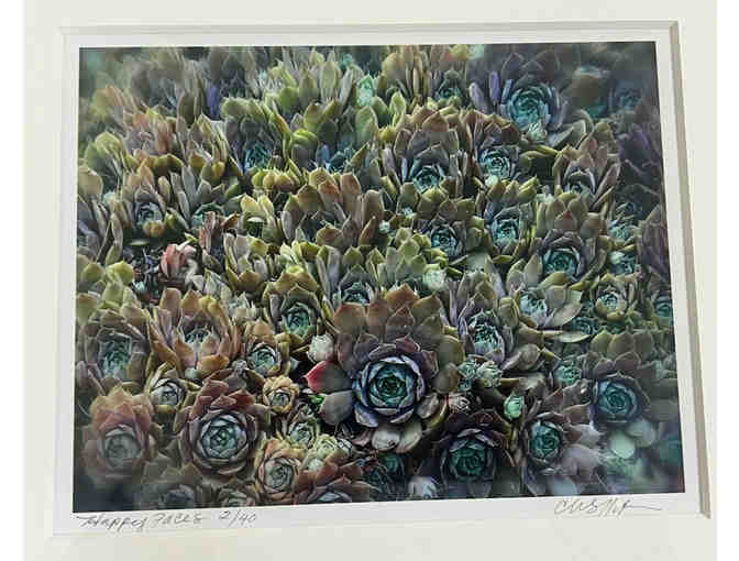 Photo Print 'Happy Succulents'