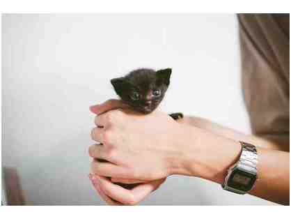 BE A HERO- Kitten Wellness