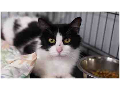 BE A HERO- Community Cat Center Supplies