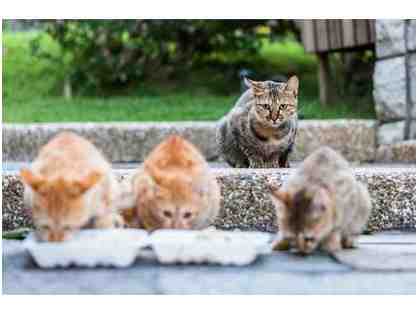 BE A HERO- Feed a Colony