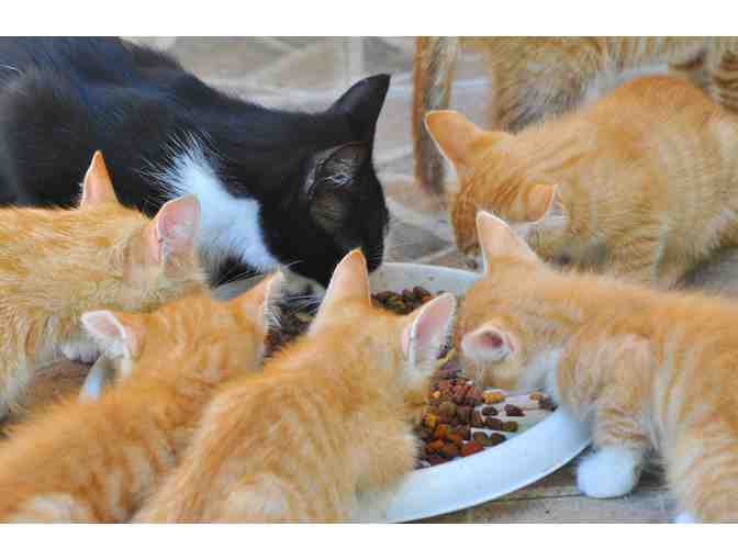 BE A HERO - FEED A HUNGRY CAT! MAKE A DIFFERENCE TODAY!