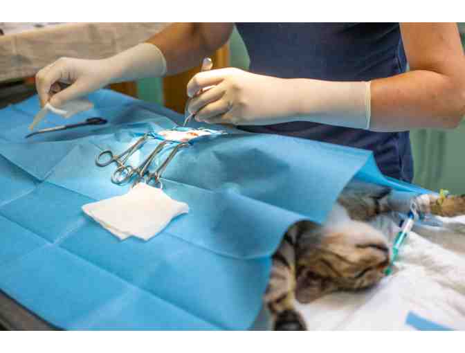 BE A HERO- CHANGE A LIFE! SPONSOR A SPAY/NEUTER FOR A COMMUNITY CAT!