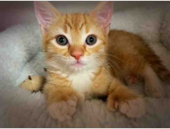 BE A HERO- BECOME A LIFELINE FOR KITTENS AND CATS IN NEED!