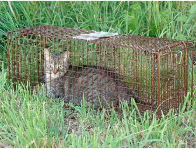 BE A HERO-HELP US HELP MORE CATS! SPONSOR A HUMANE TRAP!